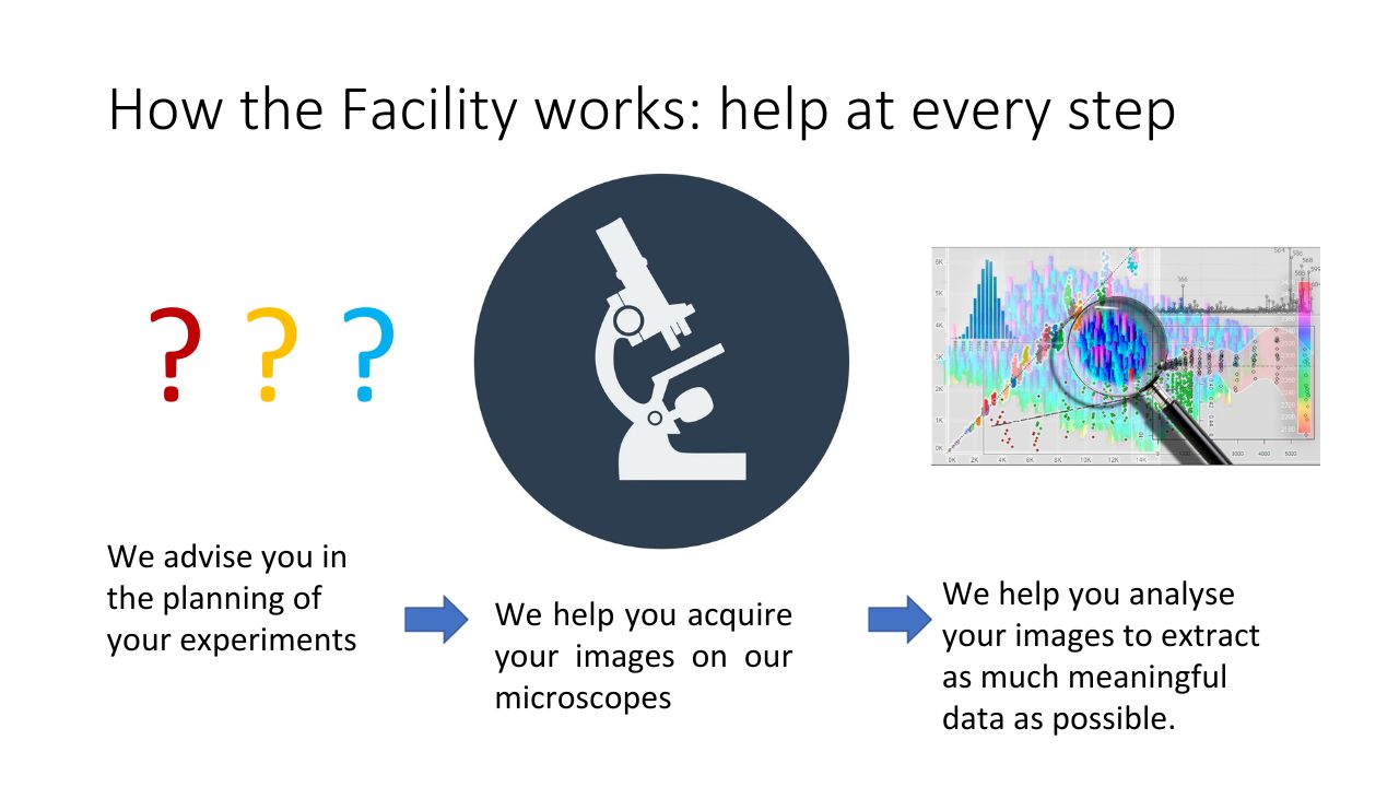 [Infographic] How the Facility work: help at every step: 1. We advise you in the planning of your experiments. 2. We help you aquire your images on our microscope. 3. We help you analyse your images to extract as much meaningful data as possible.