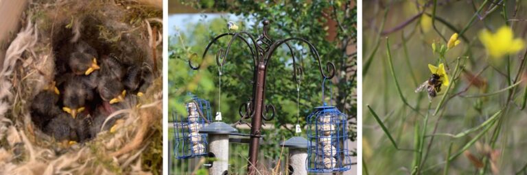 baby birds nesting in bird box, four birdfeeders hanging from a garden stand, a bee pollenating a small yellow flower.