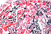 Histology biological image