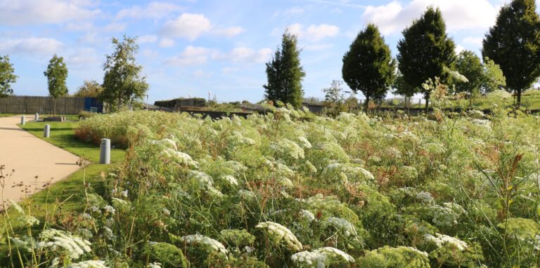 A meadow of white wildflowers and green trees on a sunny day.