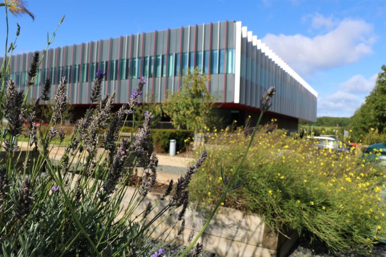 IRR North peeking out behind large planters of flowering lavender and yellow-flowered bush.