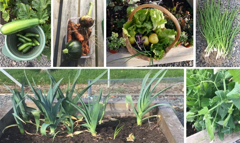 Freshly picked courgettes, marrows, tomatoes, onions, lettuces, leeks and beans.