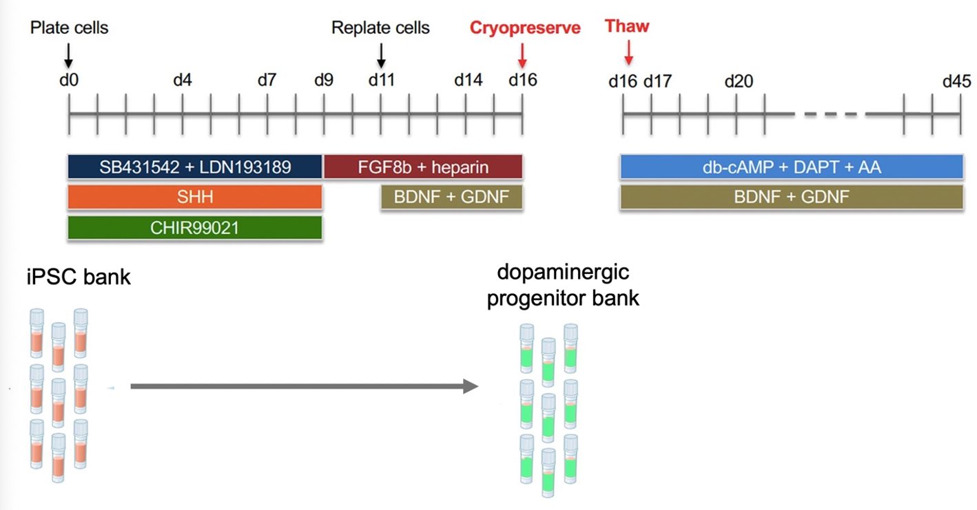 EPB Dopaminergic Neurons Diagram